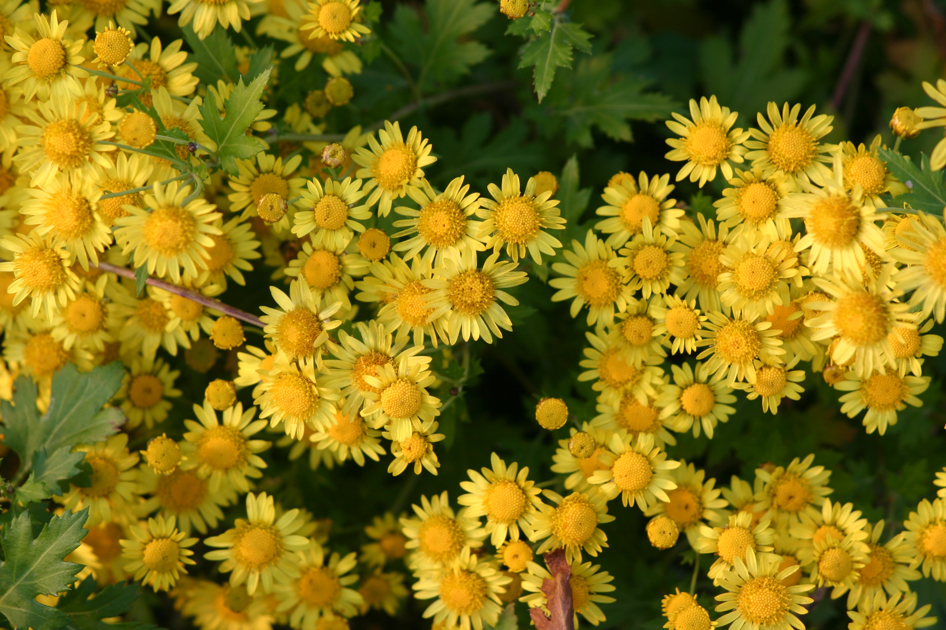 Chrysanthemum indicum